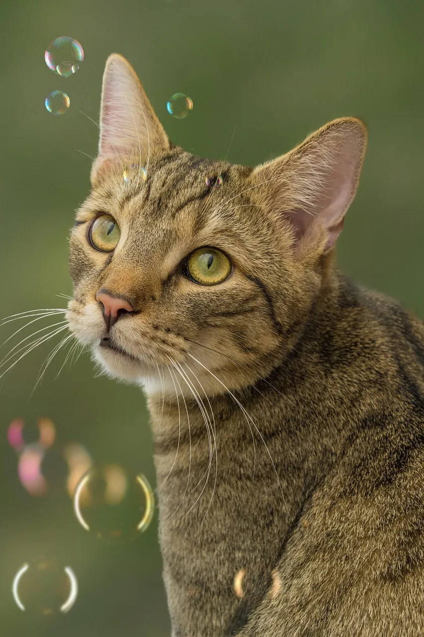 how to scrapbook about your cat;cat scrapbook layouts; cat page inspiration; kitty layouts; cat memory pages; document your cat;