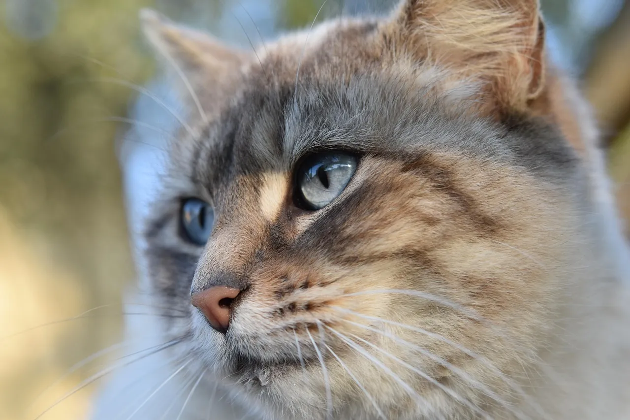how to scrapbook about your cat;cat scrapbook layouts; cat page inspiration; kitty layouts; cat memory pages; document your cat;
