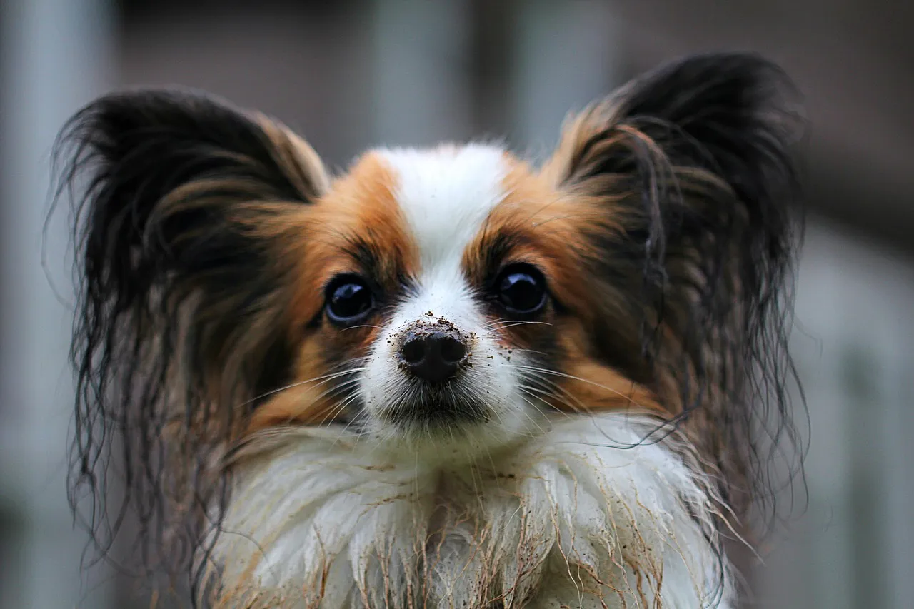 dog scrapbooking layout ideas; dog layout ideas; scrapbooking dog pages; dog memory keeping; scrapping about dogs;