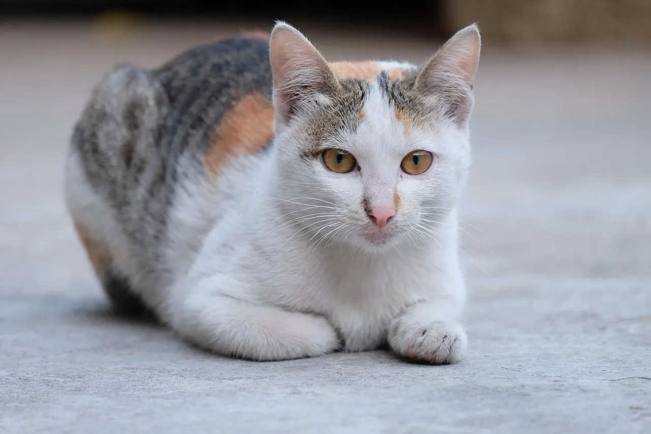 how to scrapbook about your cat;cat scrapbook layouts; cat page inspiration; kitty layouts; cat memory pages; document your cat;