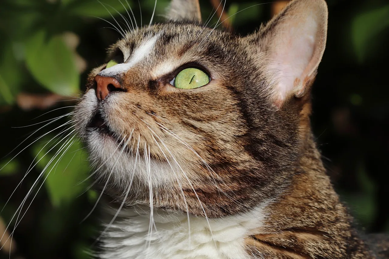 how to scrapbook about your cat;cat scrapbook layouts; cat page inspiration; kitty layouts; cat memory pages; document your cat;