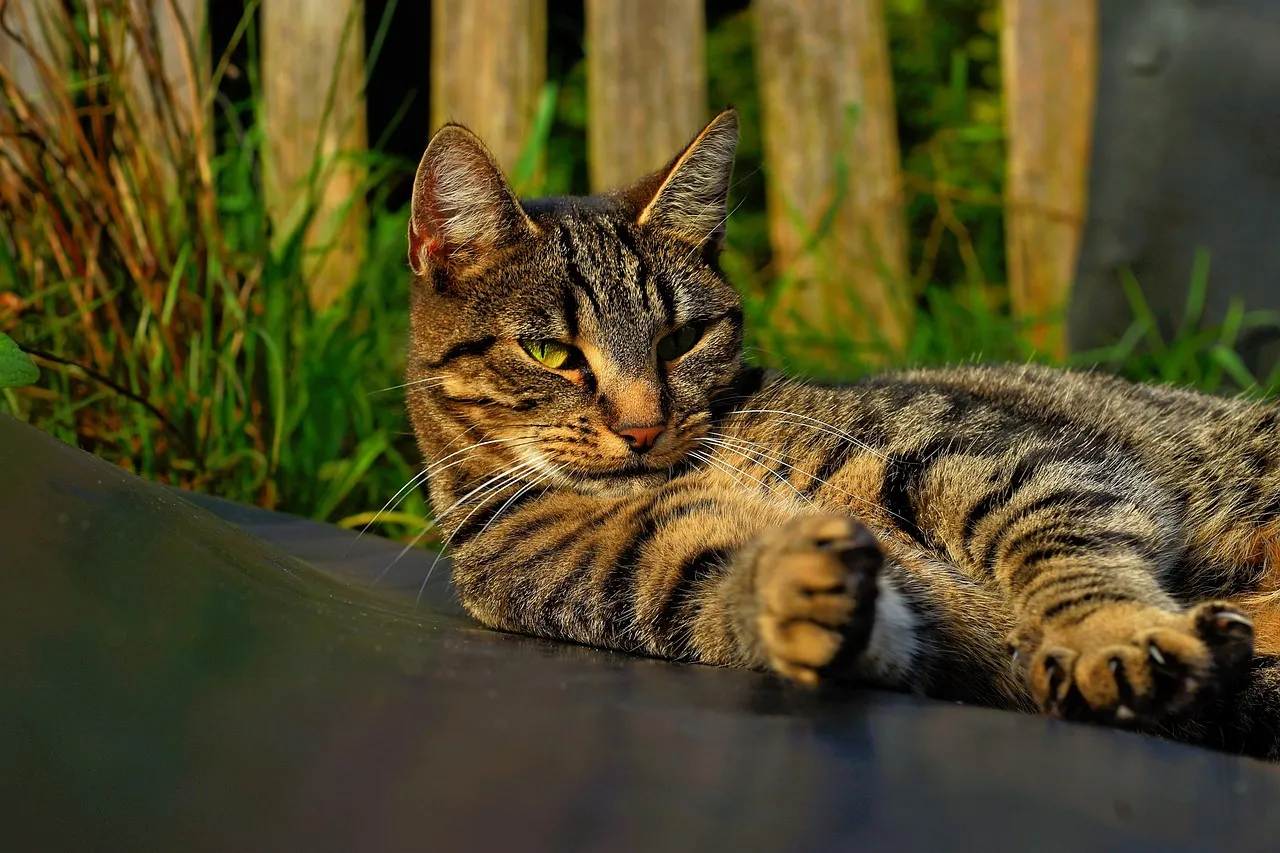 how to scrapbook about your cat;cat scrapbook layouts; cat page inspiration; kitty layouts; cat memory pages; document your cat;