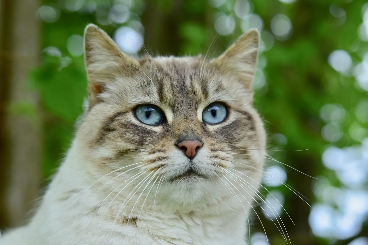 how to scrapbook about your cat;cat scrapbook layouts; cat page inspiration; kitty layouts; cat memory pages; document your cat;
