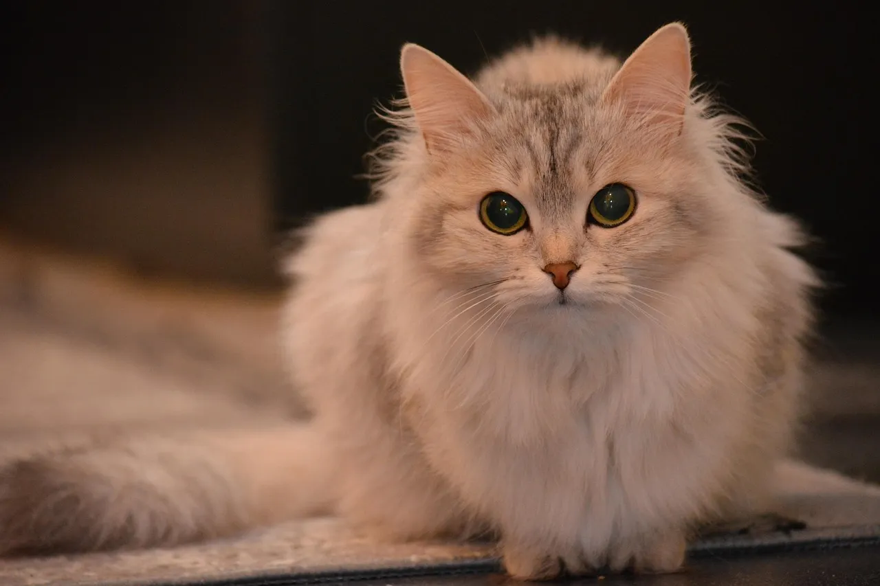 how to scrapbook about your cat;cat scrapbook layouts; cat page inspiration; kitty layouts; cat memory pages; document your cat;