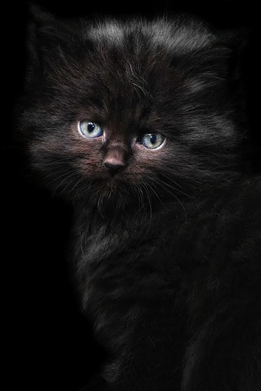 how to scrapbook about your cat;cat scrapbook layouts; cat page inspiration; kitty layouts; cat memory pages; document your cat;