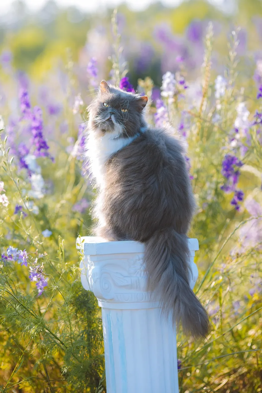 how to scrapbook about your cat;cat scrapbook layouts; cat page inspiration; kitty layouts; cat memory pages; document your cat;