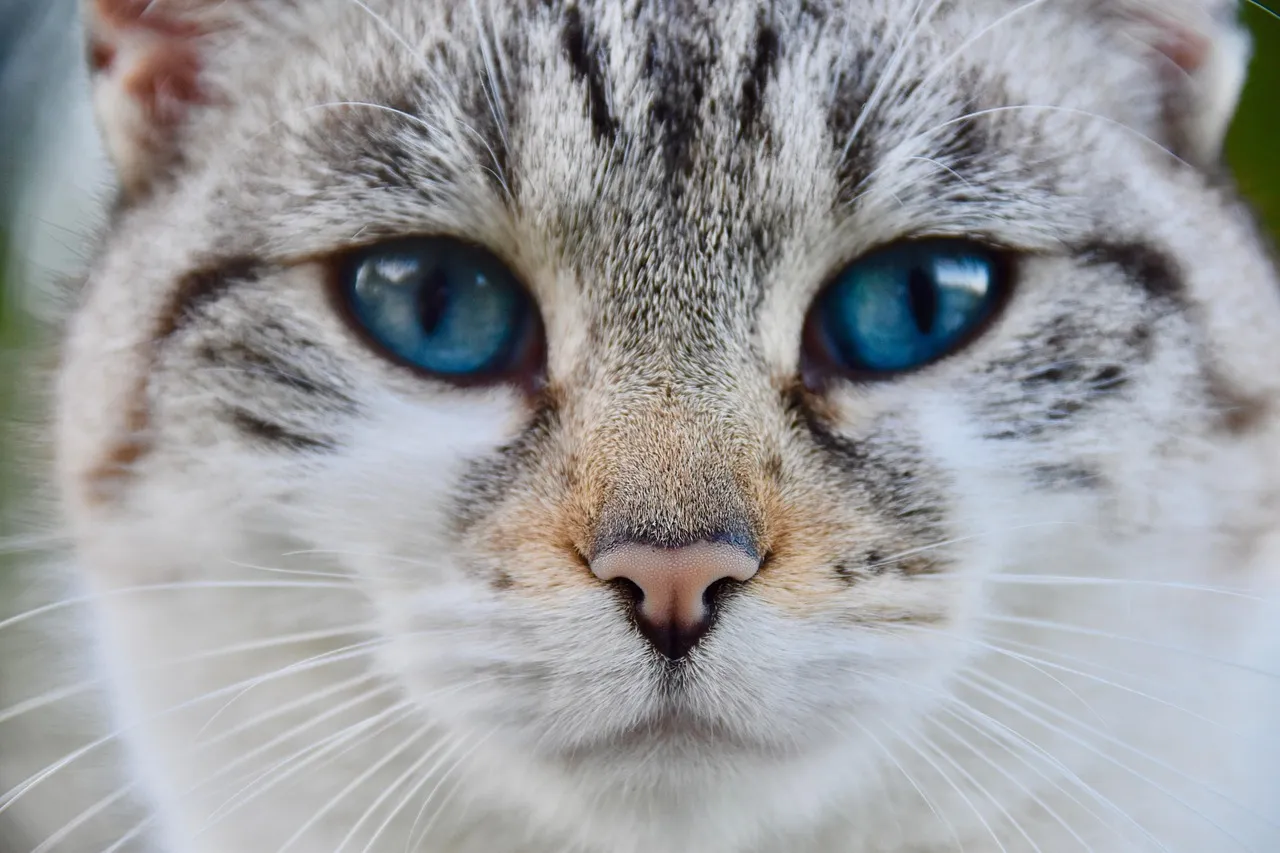 how to scrapbook about your cat;cat scrapbook layouts; cat page inspiration; kitty layouts; cat memory pages; document your cat;