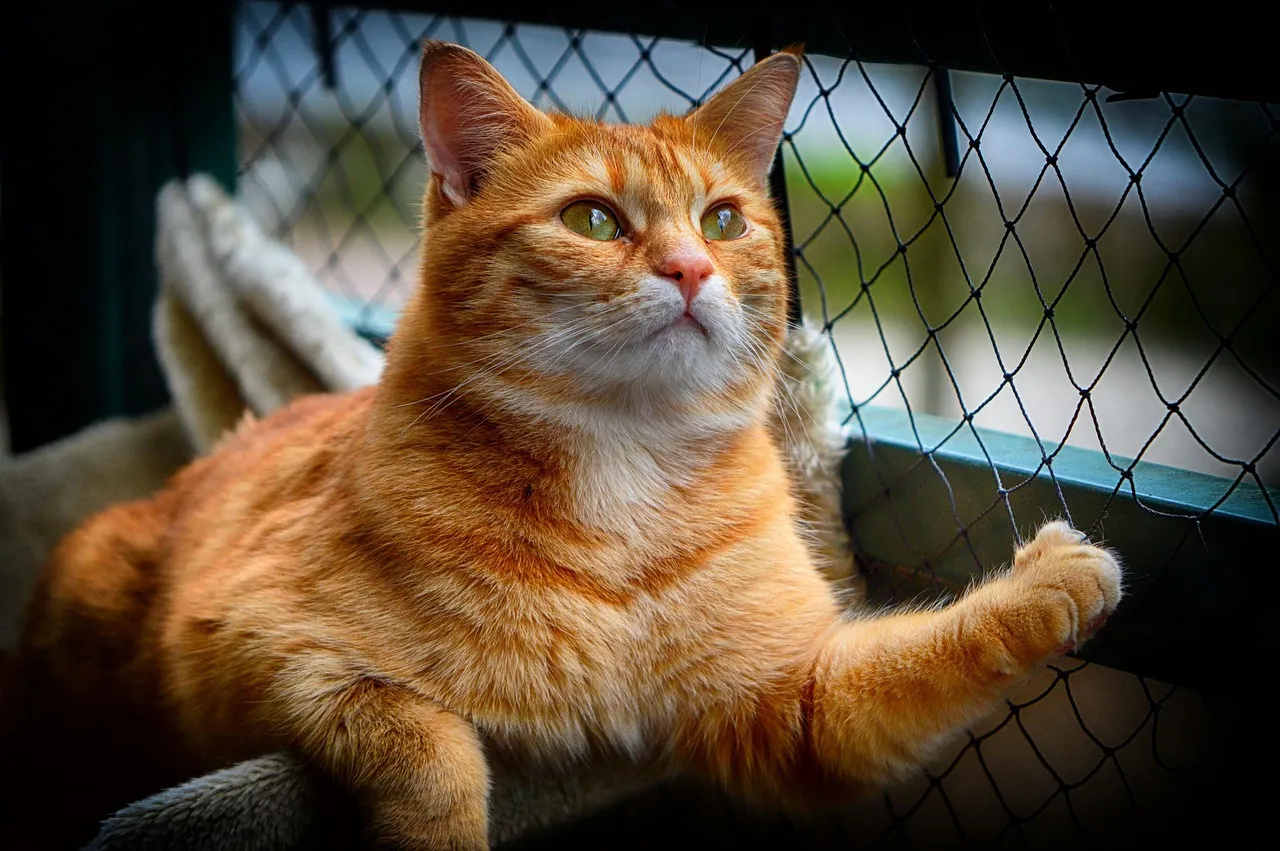 how to scrapbook about your cat;cat scrapbook layouts; cat page inspiration; kitty layouts; cat memory pages; document your cat;