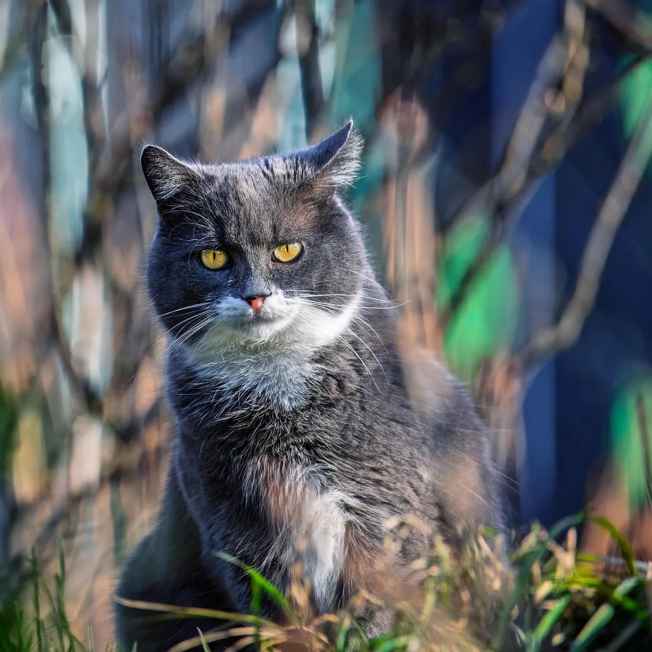 how to scrapbook about your cat;cat scrapbook layouts; cat page inspiration; kitty layouts; cat memory pages; document your cat;