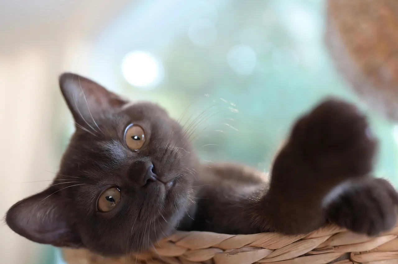 how to scrapbook about your cat;cat scrapbook layouts; cat page inspiration; kitty layouts; cat memory pages; document your cat;