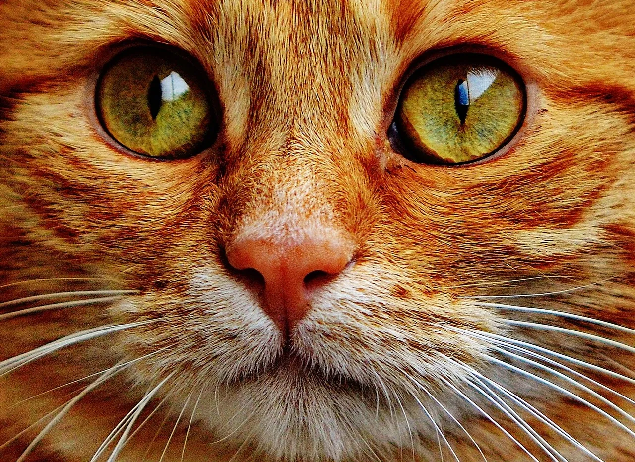 how to scrapbook about your cat;cat scrapbook layouts; cat page inspiration; kitty layouts; cat memory pages; document your cat;