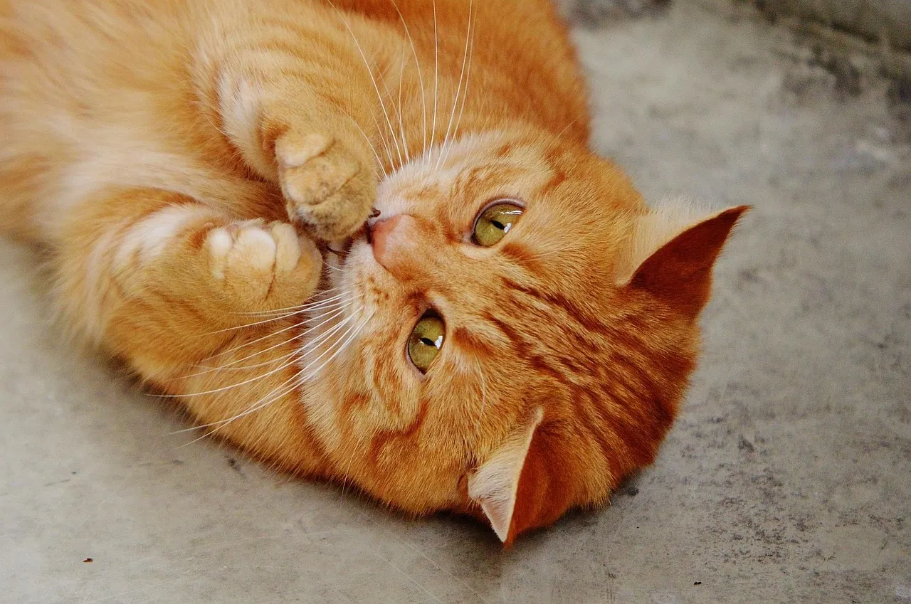 how to scrapbook about your cat;cat scrapbook layouts; cat page inspiration; kitty layouts; cat memory pages; document your cat;