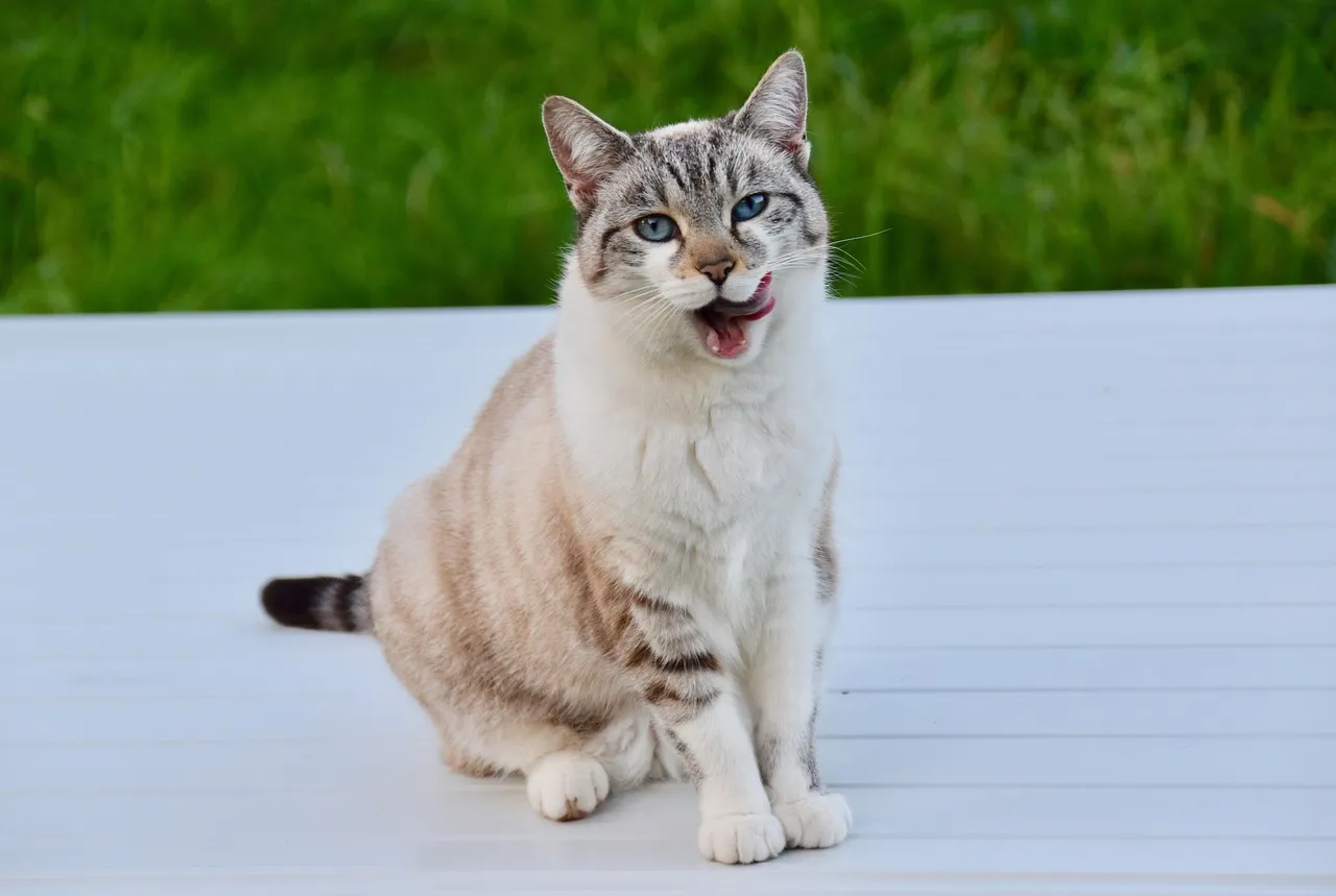how to scrapbook about your cat;cat scrapbook layouts; cat page inspiration; kitty layouts; cat memory pages; document your cat;