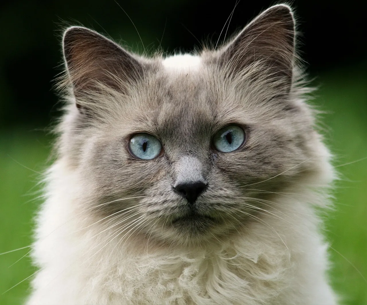 how to scrapbook about your cat;cat scrapbook layouts; cat page inspiration; kitty layouts; cat memory pages; document your cat;