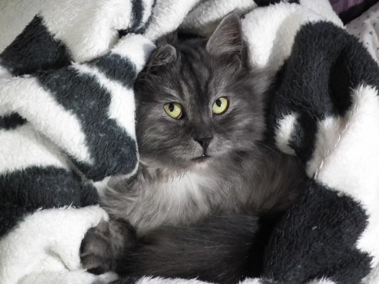 how to scrapbook about your cat;cat scrapbook layouts; cat page inspiration; kitty layouts; cat memory pages; document your cat;