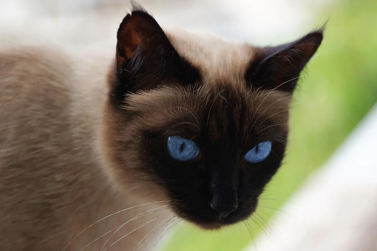 how to scrapbook about your cat;cat scrapbook layouts; cat page inspiration; kitty layouts; cat memory pages; document your cat;