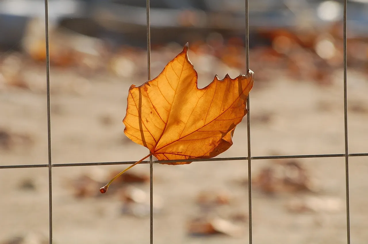 use photo grids to get many photos on the page