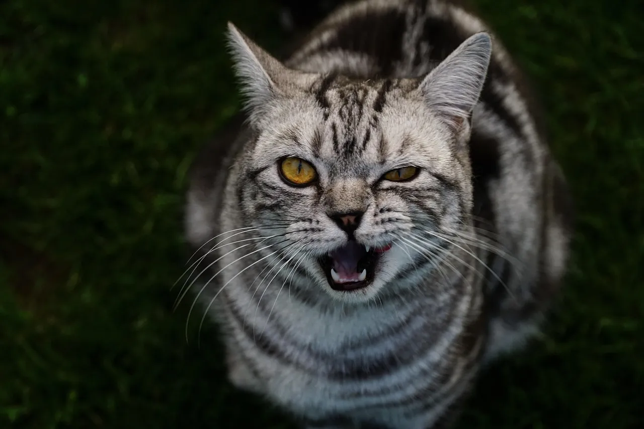 how to scrapbook about your cat;cat scrapbook layouts; cat page inspiration; kitty layouts; cat memory pages; document your cat;