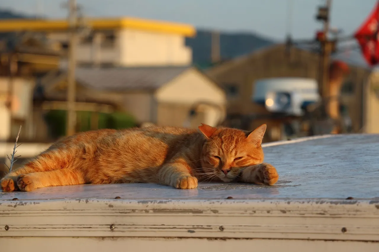 how to scrapbook about your cat;cat scrapbook layouts; cat page inspiration; kitty layouts; cat memory pages; document your cat;