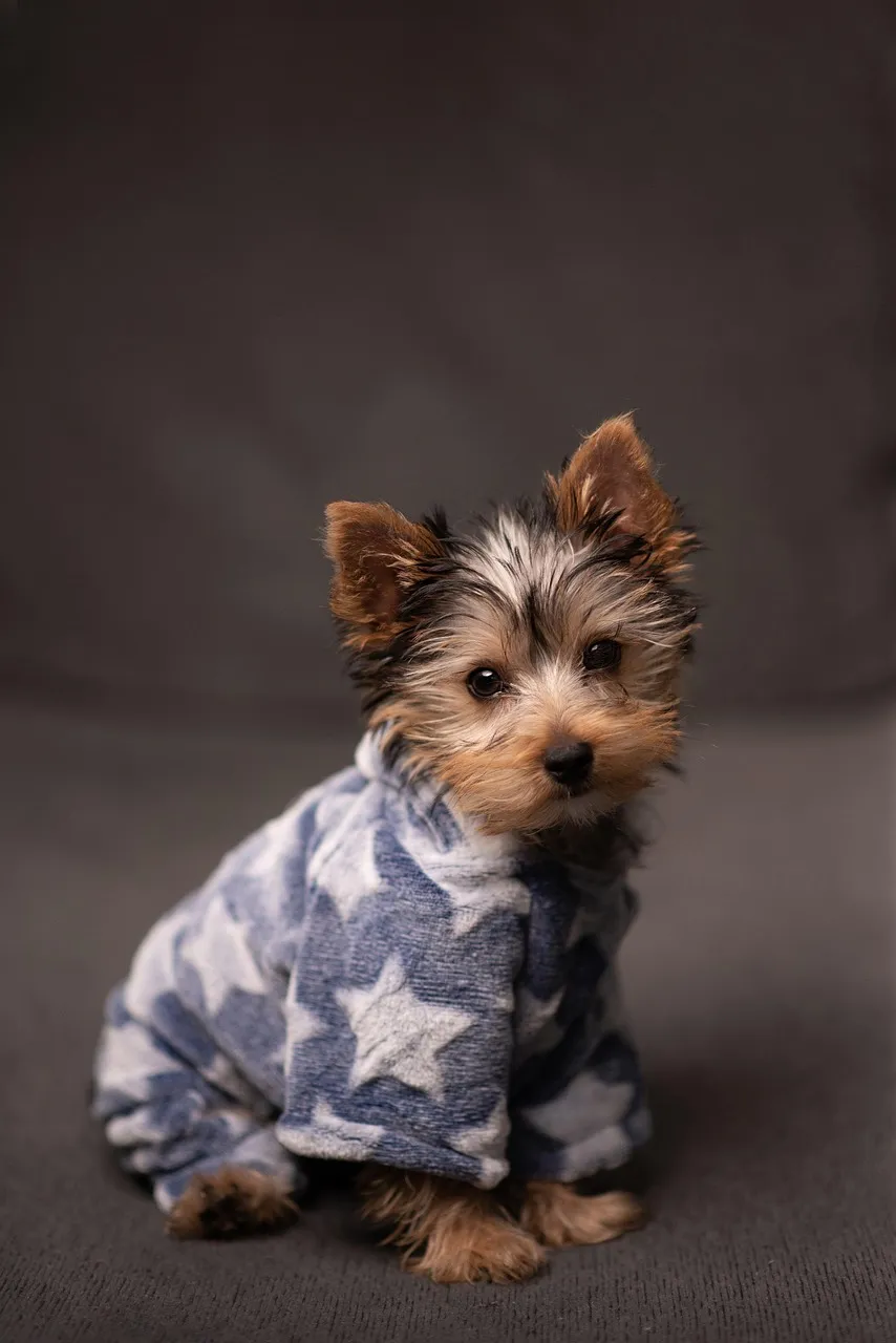 dog scrapbooking layout ideas; dog layout ideas; scrapbooking dog pages; dog memory keeping; scrapping about dogs;