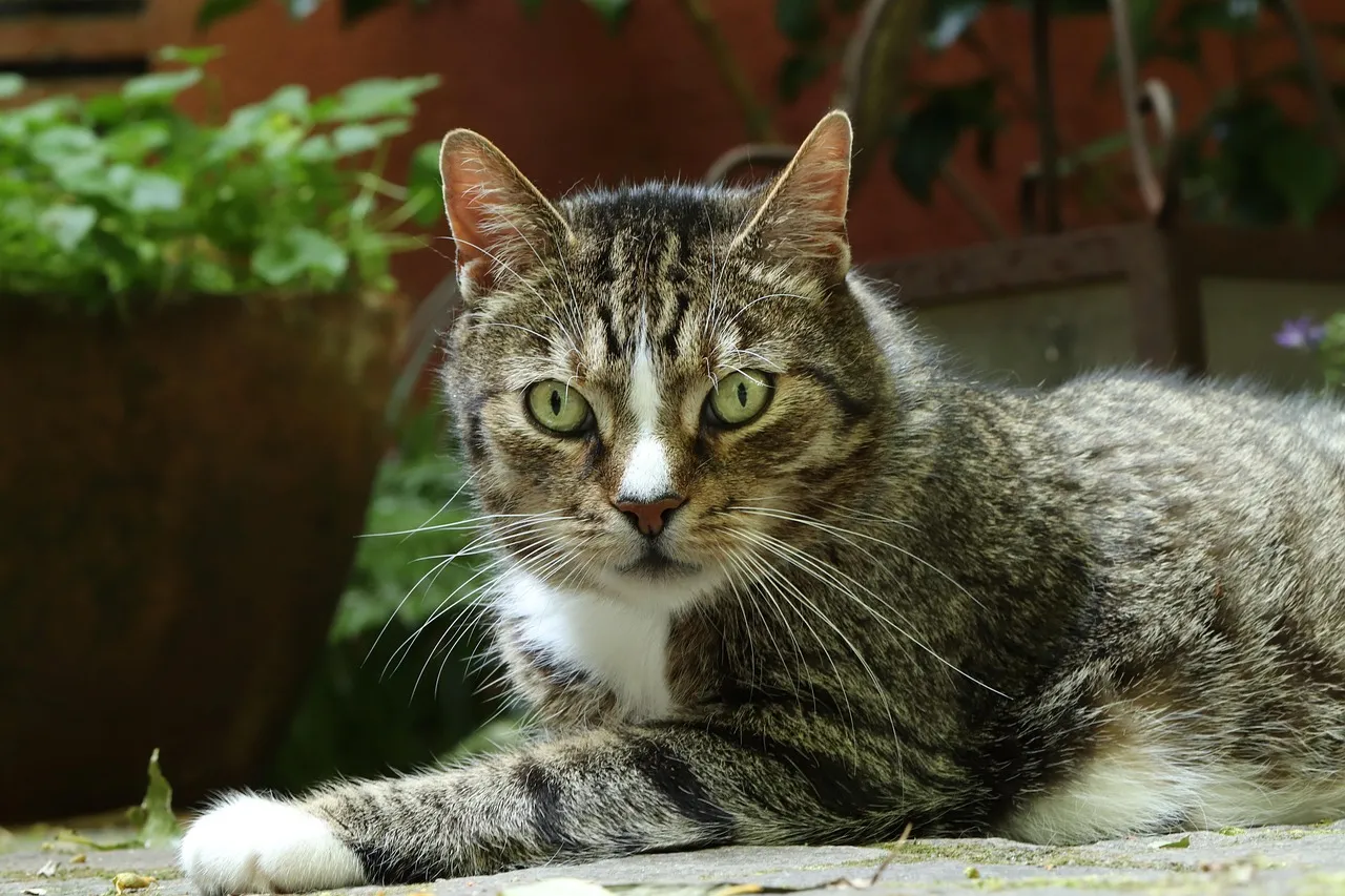 how to scrapbook about your cat;cat scrapbook layouts; cat page inspiration; kitty layouts; cat memory pages; document your cat;