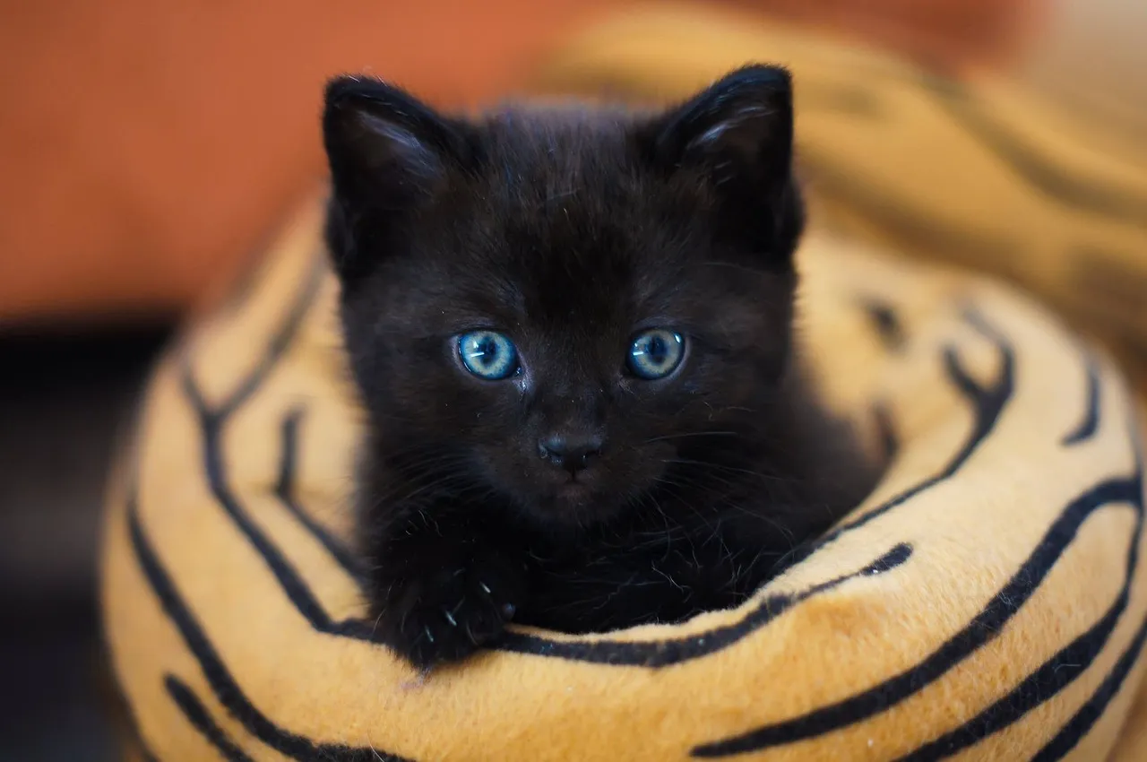 how to scrapbook about your cat;cat scrapbook layouts; cat page inspiration; kitty layouts; cat memory pages; document your cat;