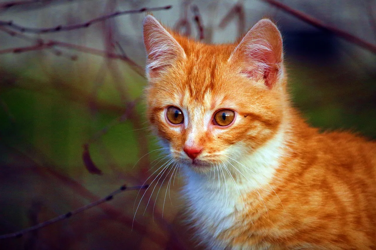 how to scrapbook about your cat;cat scrapbook layouts; cat page inspiration; kitty layouts; cat memory pages; document your cat;