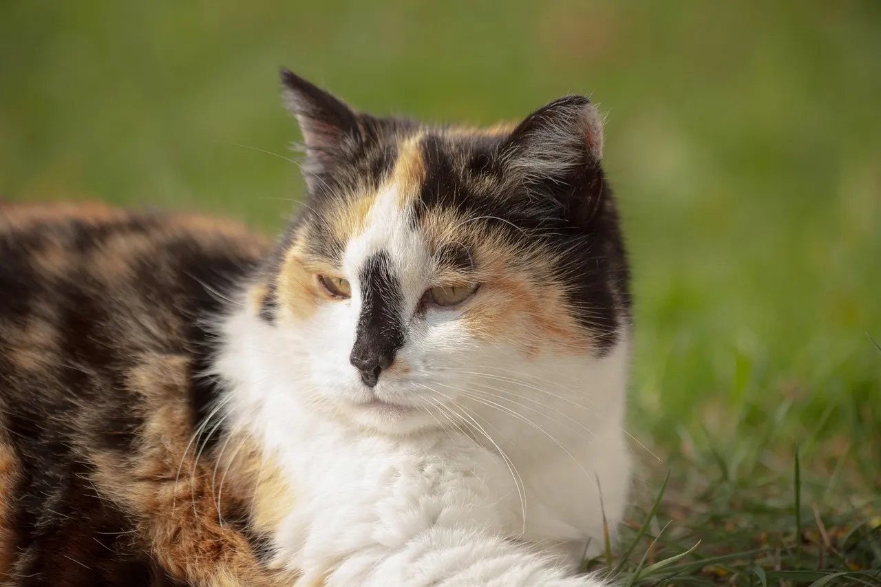 how to scrapbook about your cat;cat scrapbook layouts; cat page inspiration; kitty layouts; cat memory pages; document your cat;