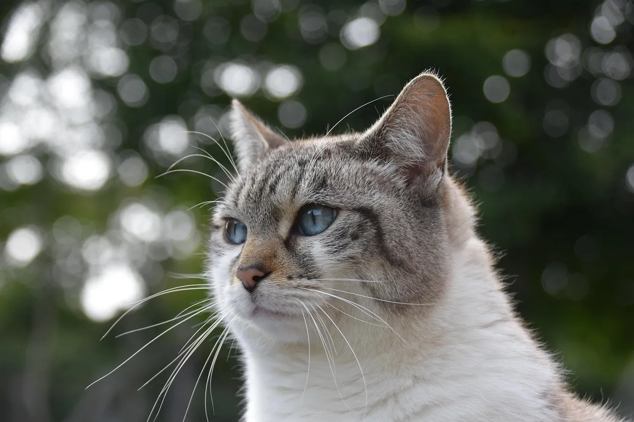 how to scrapbook about your cat;cat scrapbook layouts; cat page inspiration; kitty layouts; cat memory pages; document your cat;
