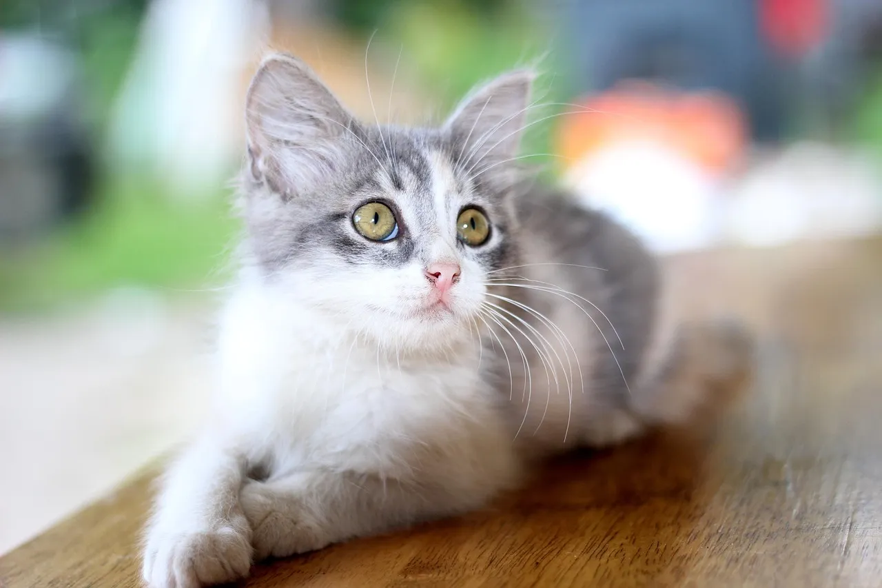 how to scrapbook about your cat;cat scrapbook layouts; cat page inspiration; kitty layouts; cat memory pages; document your cat;
