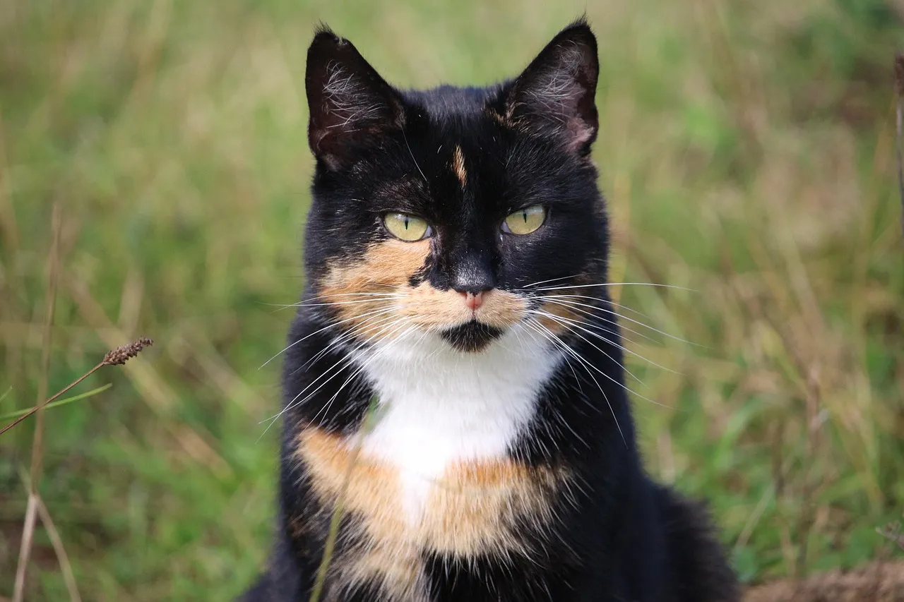 how to scrapbook about your cat;cat scrapbook layouts; cat page inspiration; kitty layouts; cat memory pages; document your cat;