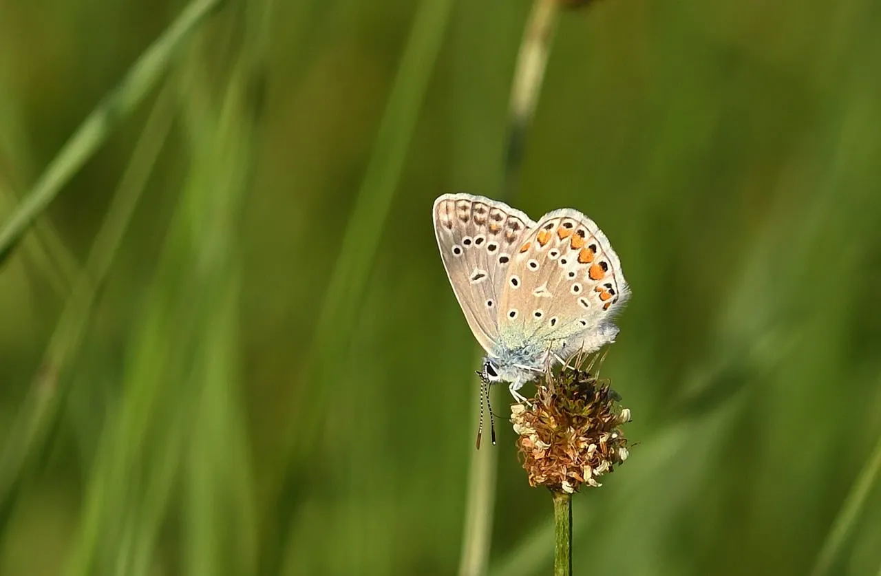 how to use butterflies on your scrapbook page; butterflies scrapbook layouts; butterflies page inspiration; using butterflies on layouts; butterflies scrapbook embellishments; document memories using butterflies