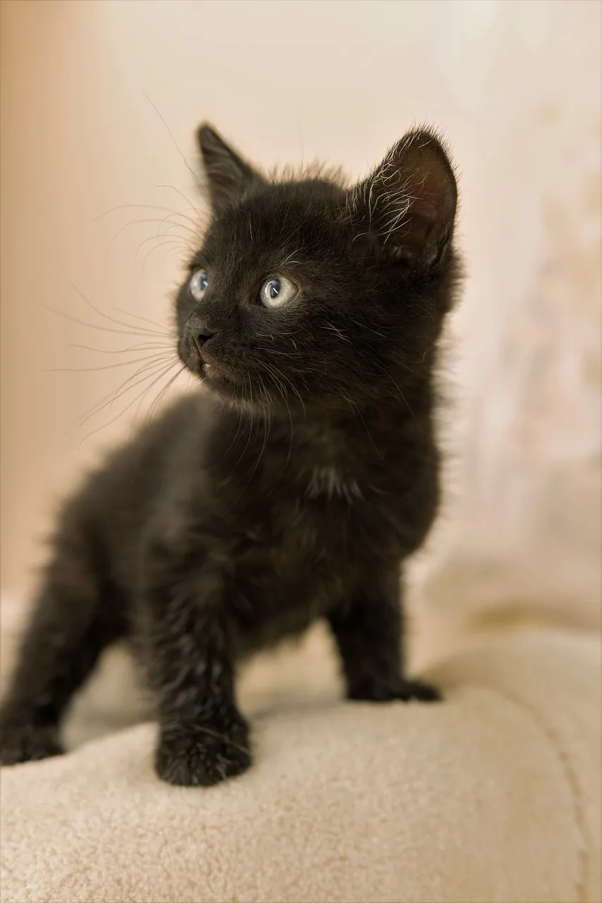 how to scrapbook about your cat;cat scrapbook layouts; cat page inspiration; kitty layouts; cat memory pages; document your cat;